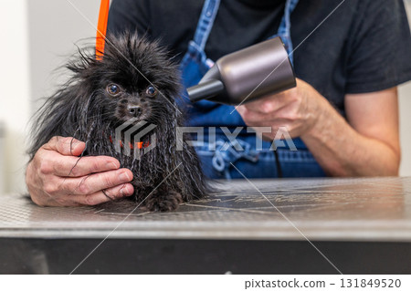 Wet pomeranian dog getting blow-dried in pet grooming salon 131849520