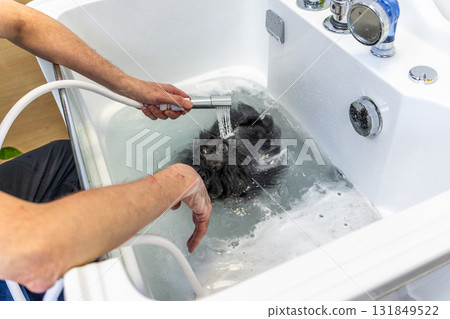 Person washing wet black dog in bathtub Person washing wet black dog in bathtub 131849522