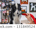 Border collie dog receiving grooming with hairdryer in pet salon 131849524