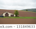 White barn standing beside freshly plowed field under overcast sky rural farming landscape and simplicity of countryside life 131849633