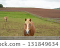 Brown horse standing near wooden fence in a green field on cloudy day, peaceful rural landscape and animal portrait in countryside 131849634
