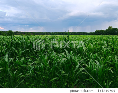 A bright summer landscape, a green cornfield, a bright blue sky. lush green cornfield. refreshing and serene natural landscape A bright summer landscape, a green cornfield, a bright blue sky. lush green cornfield. refreshing and serene natural landscape 131849705