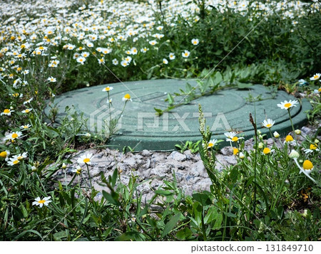 Manhole in the park. cesspool on the backyard green lawn with white daisies 131849710