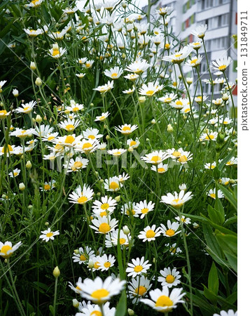 White daisies growing along a paved path enhance the urban landscape, offering a refreshing touch of nature amidst the bustling city. 131849711