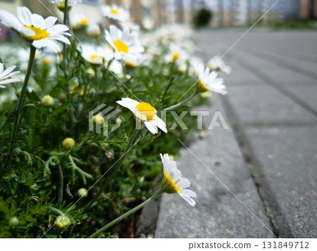 White daisies growing along a paved path enhance the urban landscape, offering a refreshing touch of nature amidst the bustling city. 131849712