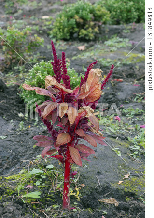 Amaranthus cruentus, red amaranth. A small amaranth bush in autumn at the Dnipro Botanical Garden, Ukraine. Amaranthus cruentus, red amaranth. A small amaranth bush in autumn at the Dnipro Botanical Garden, Ukraine. 131849813