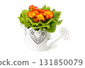 Bright primrose flowers in white decorative watering can isolated on white background, symbol of gardening, spring season, floral decoration and home interior design 131850079