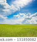 Vast green field under dramatic cloudy sky with bright sunlight and copy space for natural landscape and environmental concepts 131850082