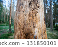 Signs of bark beetle activity on dead spruce trunk showing insect galleries and wood damage in forest. 131850101