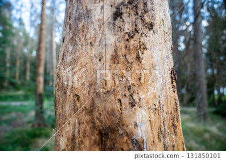 Signs of bark beetle activity on dead spruce trunk showing insect galleries and wood damage in forest. 131850101