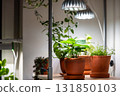 Growing Epipremnum plant under phyto lamp at home in winter season. Additional illumination. 131850103