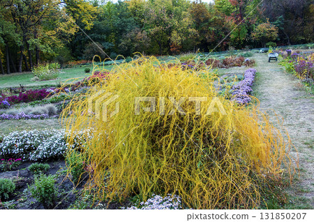 The parasitic plant Cuscuta scandens, family Convolvulaceae, living on Echinophora spinosa family Apiaceae on sand-dunes near the shoreline The parasitic plant Cuscuta scandens, family Convolvulaceae, living on Echinophora spinosa family Apiaceae on sand-dunes near the shoreline 131850207