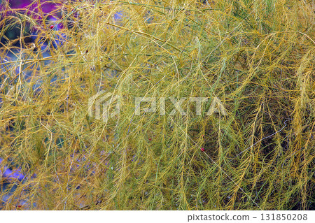 A close-up view of the parasitic plant's cuscuta, or tali-putri. Golden-yellow threadlike tendrils intertwine and cover the host plant, creating intricate and unique patterns and structures. A close-up view of the parasitic plant's cuscuta, or tali-putri. Golden-yellow threadlike tendrils intertwine and cover the host plant, creating intricate and unique patterns and structures. 131850208