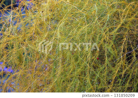 Close-up view of the parasitic plant's cuscuta, or tali-putri. Golden-yellow threadlike tendrils intertwine and cover the host plant, creating intricate and unique patterns and structures. Close-up view of the parasitic plant's cuscuta, or tali-putri. Golden-yellow threadlike tendrils intertwine and cover the host plant, creating intricate and unique patterns and structures. 131850209