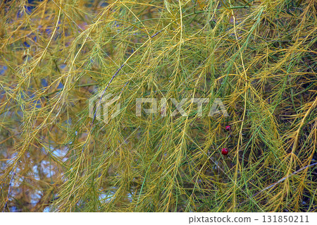 Close-up view of parasitic plant's cuscuta, or tali-putri. Golden-yellow threadlike tendrils intertwine and cover the host plant, creating intricate and unique patterns and structures. Close-up view of parasitic plant's cuscuta, or tali-putri. Golden-yellow threadlike tendrils intertwine and cover the host plant, creating intricate and unique patterns and structures. 131850211