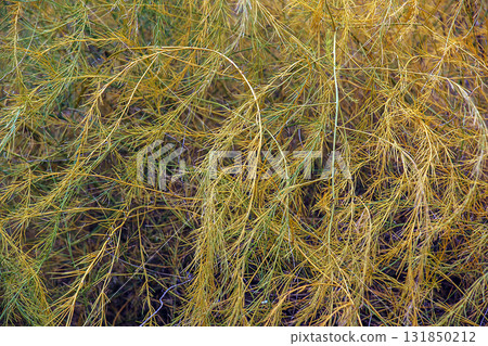 A close-up view of parasitic plant's cuscuta, or tali-putri. Golden-yellow threadlike tendrils intertwine and cover the host plant, creating intricate and unique patterns and structures. A close-up view of parasitic plant's cuscuta, or tali-putri. Golden-yellow threadlike tendrils intertwine and cover the host plant, creating intricate and unique patterns and structures. 131850212