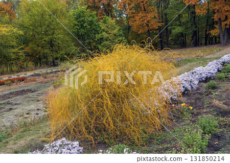 The parasitic plant Cuscuta scandens, family Convolvulaceae, living on Echinophora spinosa family Apiaceae on the sand-dunes near the shoreline The parasitic plant Cuscuta scandens, family Convolvulaceae, living on Echinophora spinosa family Apiaceae on the sand-dunes near the shoreline 131850214