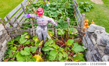 Scarecrow stands among vibrant rhubarb plants in a rustic garden, showcasing agricultural beauty and seasonal growth in a natural setting Scarecrow stands among vibrant rhubarb plants in a rustic garden, showcasing agricultural beauty and seasonal growth in a natural setting 131850806