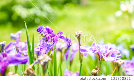 Vibrant purple irises blooming in a lush garden, surrounded by green foliage, showcasing the beauty of nature in full springtime splendor Vibrant purple irises blooming in a lush garden, surrounded by green foliage, showcasing the beauty of nature in full springtime splendor 131850831