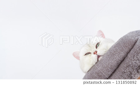 White cat peeking out from cozy gray blanket, showcasing soft fur and relaxed expression, perfect for pet lovers and animal enthusiasts 131850892