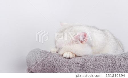 White cat is peacefully sleeping on a soft, fluffy cushion, showcasing a serene and cozy atmosphere in a minimalistic setting 131850894