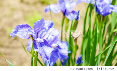 Vibrant purple iris flowers blooming in a sunny garden, surrounded by lush green foliage, showcasing natural beauty and seasonal growth Vibrant purple iris flowers blooming in a sunny garden, surrounded by lush green foliage, showcasing natural beauty and seasonal growth 131850896
