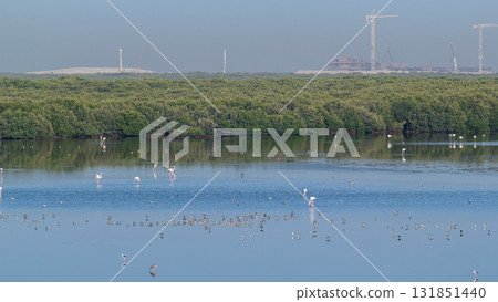 Group of beautiful flamingo birds with reflections, walking at the lake timelapse in Ajman, UAE Group of beautiful flamingo birds with reflections, walking at the lake timelapse in Ajman, UAE 131851440