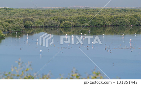 Group of beautiful flamingo birds with reflections, walking at the lake timelapse in Ajman, UAE Group of beautiful flamingo birds with reflections, walking at the lake timelapse in Ajman, UAE 131851442