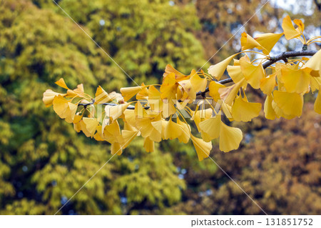 Golden and yellow ginkgo biloba tree leaves against blurred background. Selective focus. Close-up. Nature-inspired design concept. Golden and yellow ginkgo biloba tree leaves against blurred background. Selective focus. Close-up. Nature-inspired design concept. 131851752