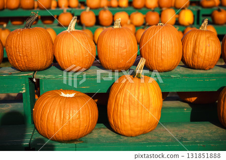 Orange pumpkins arranged in neat rows on green wooden stands at a local farm during the fall harvest season, glowing in warm sunlight and symbolizing autumn and Halloween in the USA. 131851888