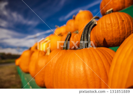Close-up of bright orange pumpkins arranged on green wooden stands under a vibrant blue autumn sky, symbolizing harvest, Halloween, and fall season traditions. 131851889