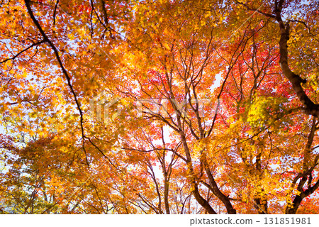 Autumn leaves 131851981