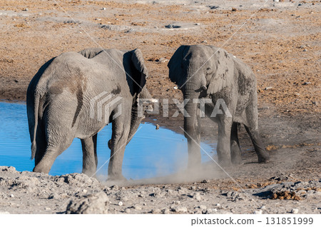 Two African Elephants picking a fight. Two African Elephants picking a fight. 131851999