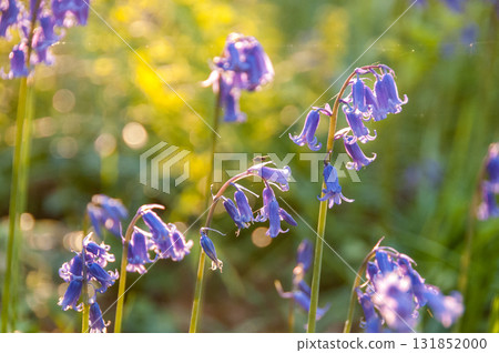 Sunrise illuminating bluebells 131852000