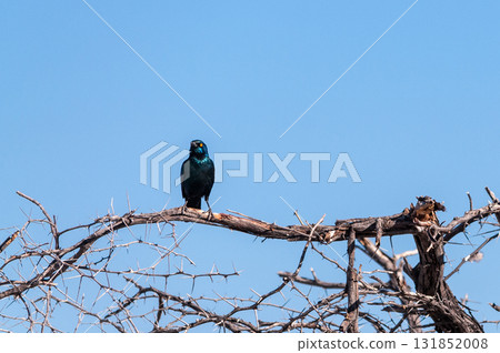 A Cape glossy starling -Lamprotornis nitens- sitting on a tree in Etosha A Cape glossy starling -Lamprotornis nitens- sitting on a tree in Etosha 131852008