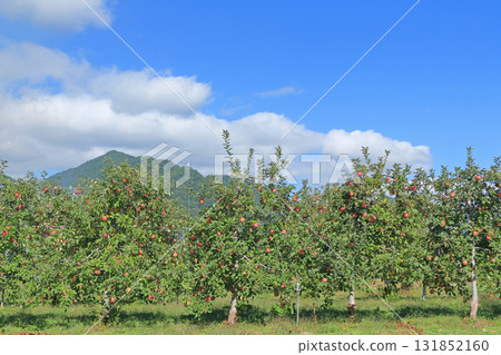 Autumn in Azumino: Apple orchards at the foot of the Northern Alps Autumn in Azumino: Apple orchards at the foot of the Northern Alps 131852160