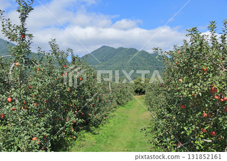 Autumn in Azumino: Apple orchards at the foot of the Northern Alps Autumn in Azumino: Apple orchards at the foot of the Northern Alps 131852161