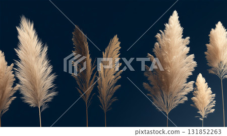 深藍色背景中排列精美的米色潘帕斯草穗的逼真插圖 131852263