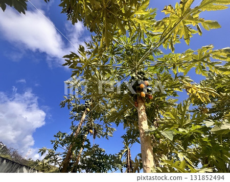 Papaya tree 131852494