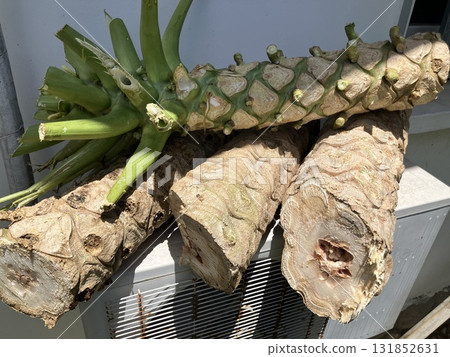 Cut papaya tree 131852631