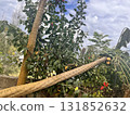 Papaya tree blown down by strong winds 131852632