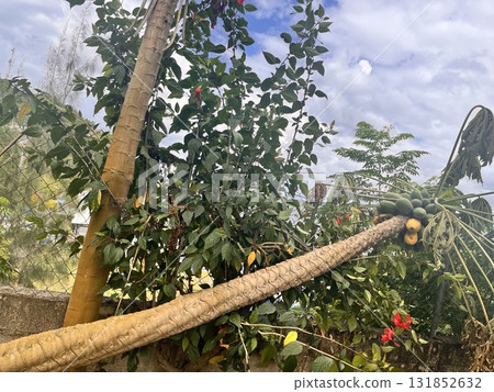 Papaya tree blown down by strong winds Papaya tree blown down by strong winds 131852632