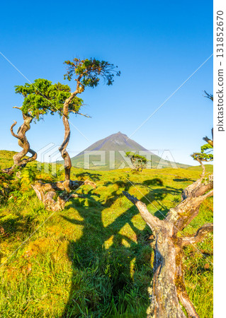 Mount Pico and Azores Juniper Trees. Pico Island, Azores. Portugal 131852670
