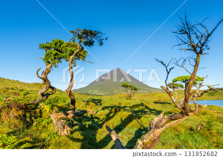 Mount Pico and Azores Juniper Trees. Pico Island, Azores. Portugal Mount Pico and Azores Juniper Trees. Pico Island, Azores. Portugal 131852682