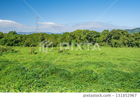 Yodo River riverbed scenery: Riverbed covered with wildflowers, Hirakata City, Osaka Prefecture Yodo River riverbed scenery: Riverbed covered with wildflowers, Hirakata City, Osaka Prefecture 131852967
