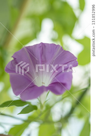 牽牛花花 牽牛花花 131852996