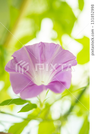 不斷生長的牽牛花 不斷生長的牽牛花 131852998