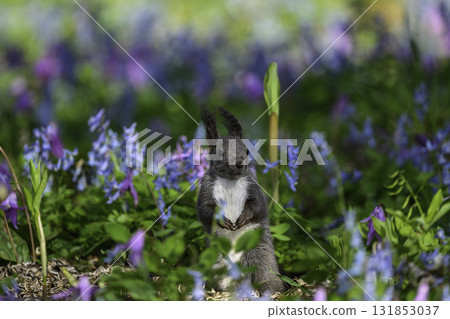 Catakli和Ezoengosaku和Ezoris 131853037