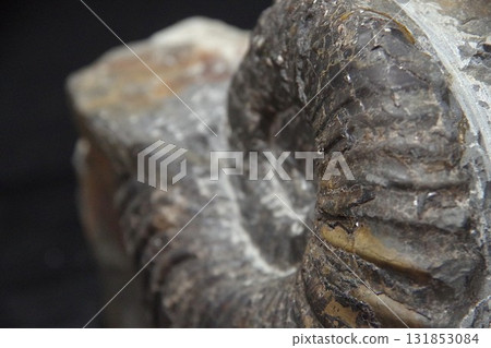 Pachydiscus fossil 131853084