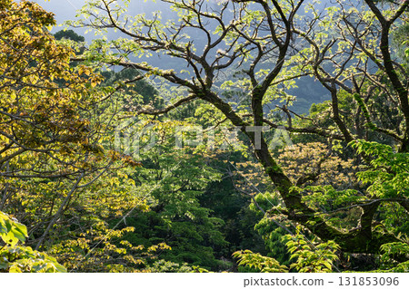 Fresh greenery shining in the morning sun: Yakushima Forest, a World Natural Heritage Site Fresh greenery shining in the morning sun: Yakushima Forest, a World Natural Heritage Site 131853096